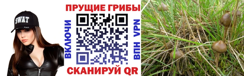 Купить где  Полярные Зори  Галлюциногенные грибы Psilocybe 